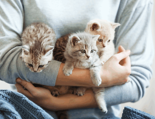 Social Savvy for Breeders: Growing Your Reach on Facebook & Instagram