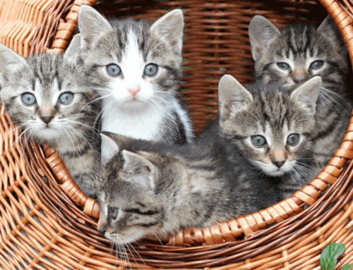 Announcing PawPrint Design Co. – Your Breeding Journey, Beautifully Online!