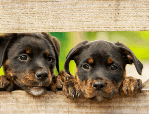 Finding Forever Homes: A Heartfelt Guide for Breeders