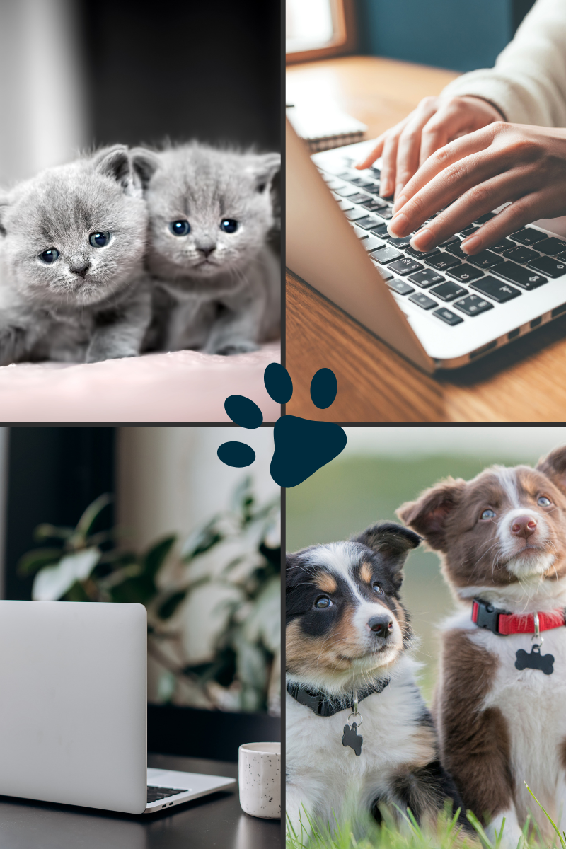 PawPrint Website Images